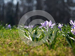 Crocuses in a sunny meadow. Spring background.