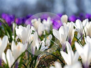 Crocuses in a sunny meadow. Spring background.