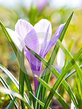 Crocuses in a sunny meadow. Spring background.