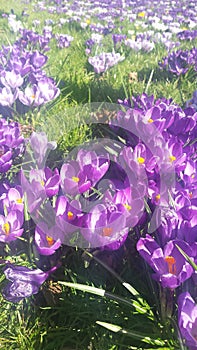 CROCUSES IN THE SUNNY MEADOW