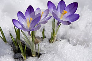 Crocuses photo