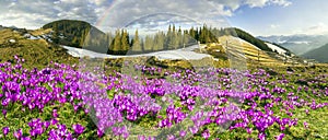 Crocuses under Chernogora