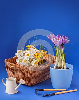 Crocuses and watering can on a blue background