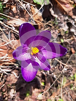Crocusflower