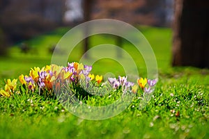 Crocusses in the english garden photo