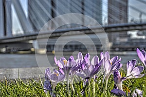 Crocusses and the river