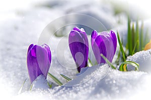 crocusses in snow