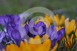 Crocusses in spring in munich bavaria