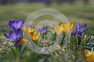 Crocusses in spring in munich bavaria