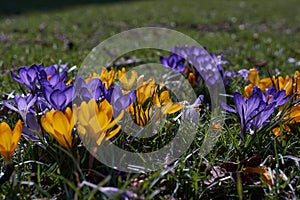 Crocusses in spring in munich bavaria