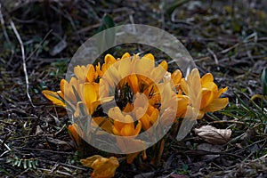 Crocusses in spring in munich bavaria