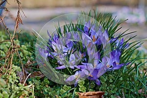 Crocusses in spring in munich bavaria