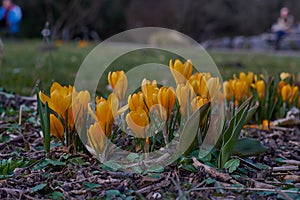 Crocusses in spring in munich bavaria