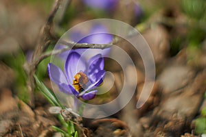 Crocusses in spring in munich bavaria