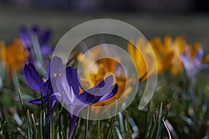 Crocusses in spring in munich bavaria