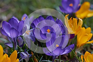 Crocusses in spring in munich bavaria