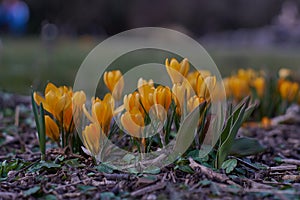 Crocusses in spring in munich bavaria