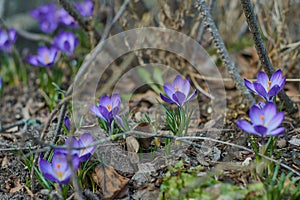 Crocusses in spring in munich bavaria