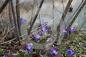 Crocusses in spring in munich bavaria