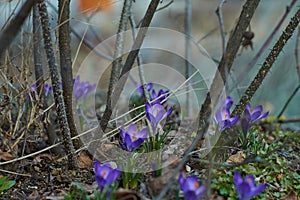 Crocusses in spring in munich bavaria