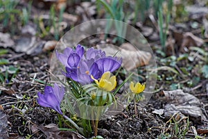 Crocusses in spring in munich bavaria