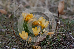 Crocusses in spring in munich bavaria