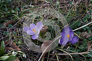 Crocusses in spring in munich bavaria