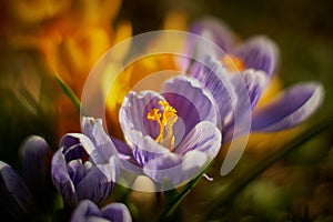 Crocusses in spring in munich bavaria