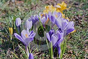 Crocusses in spring in munich bavaria