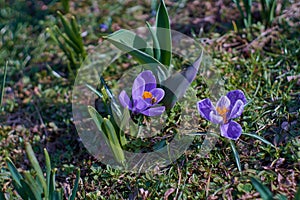 Crocusses in spring in munich bavaria