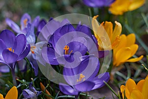 Crocusses in spring in munich bavaria