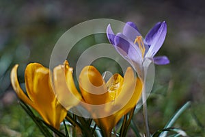 Crocusses in spring in munich bavaria