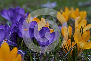 Crocusses in spring in munich bavaria