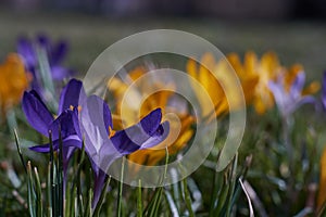 Crocusses in spring in munich bavaria