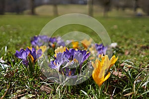 Crocusses in spring in munich bavaria