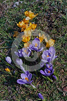 Crocusses in spring in munich bavaria