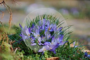 Crocusses in spring in munich bavaria