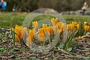 Crocusses in spring in munich bavaria