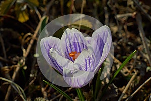 Crocusses in spring in munich bavaria