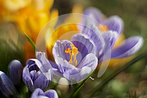 Crocusses in spring in munich bavaria