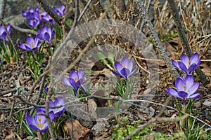 Crocusses in spring in munich bavaria