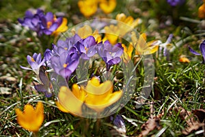 Crocusses in spring in munich bavaria