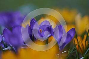 Crocusses in spring in munich bavaria