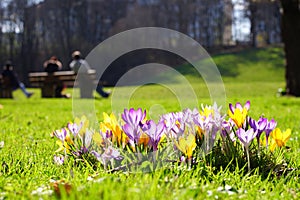 Crocusses in spring in munich bavaria