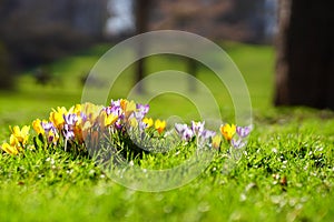 Crocusses in spring in munich bavaria