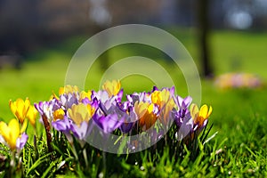 Crocusses in spring in munich bavaria