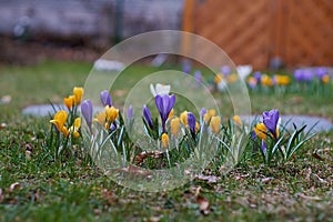 Crocusses in spring in munich bavaria