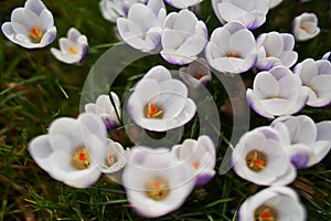 Crocusses in spring in munich bavaria