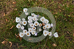 Crocusses in spring in munich bavaria