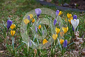 Crocusses in spring in munich bavaria